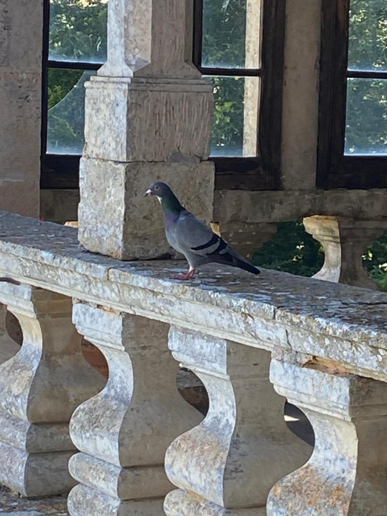 Chateau De Cibioux Surin  Esterno foto